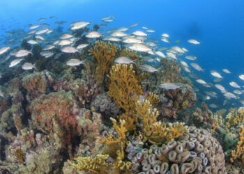 Criação de unidade de conservação no Litoral Norte, será analisada por Comissão de Infraestrutura