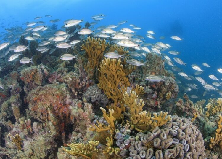 Criação de unidade de conservação no Litoral Norte, será analisada por Comissão de Infraestrutura