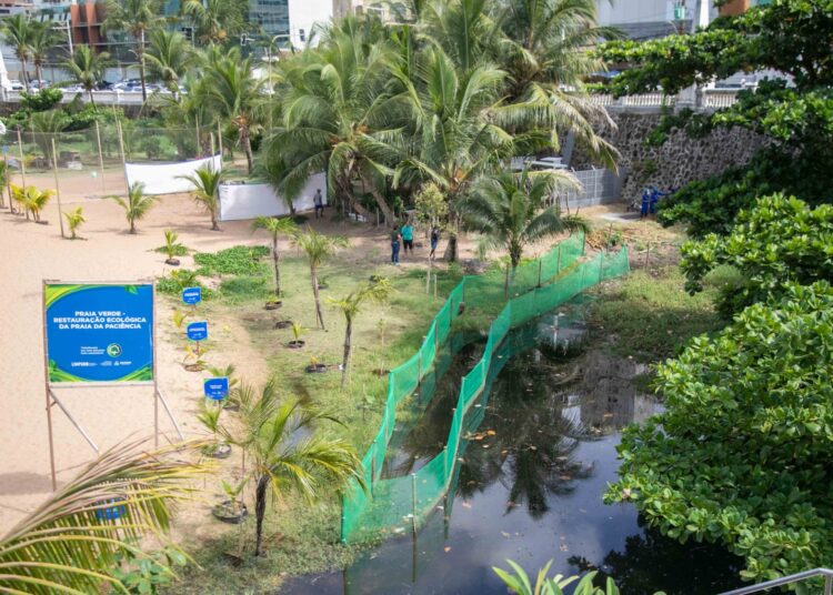 Cuidado à natureza: Praia da Paciência no Rio Vermelho, terá manguezal recuperado