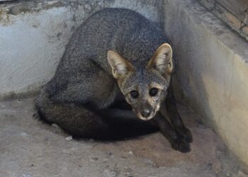Animal silvestre, resgatado por Bombeiros, em hotel de Barreiras é devolvida à natureza