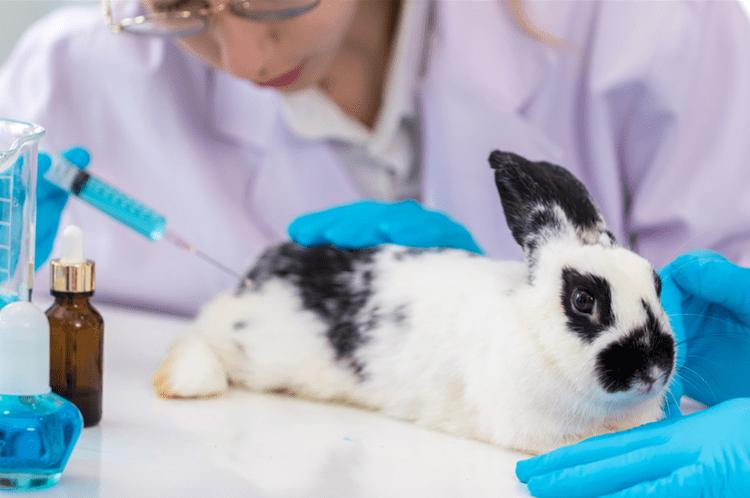 Governo Federal: Projeto que proíbe testes de cosméticos em animais vai à sanção presidencial