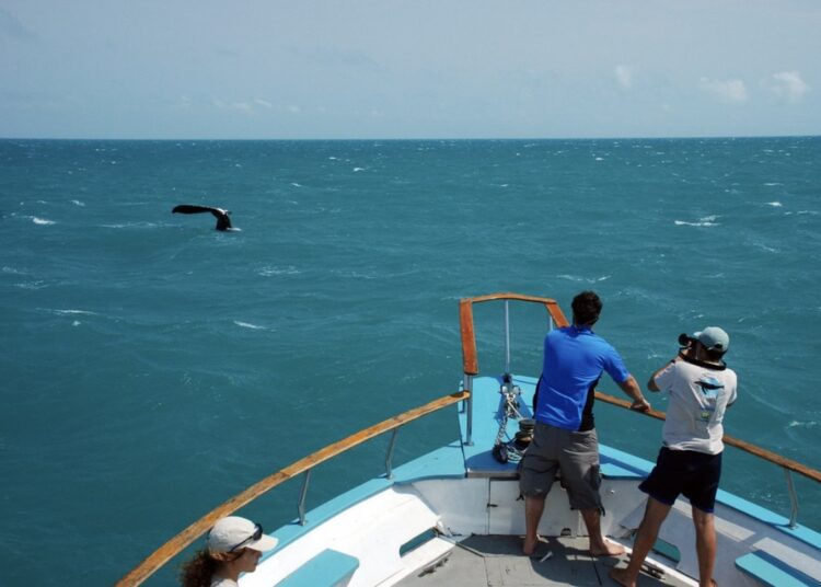 Meio ambiente: Capacitação oferecida pela Setur-BA qualifica turismo de avistamento de baleias