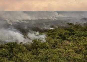 Pantanal apresenta maior redução de queimadas com queda de 97,8% em relação a 2024