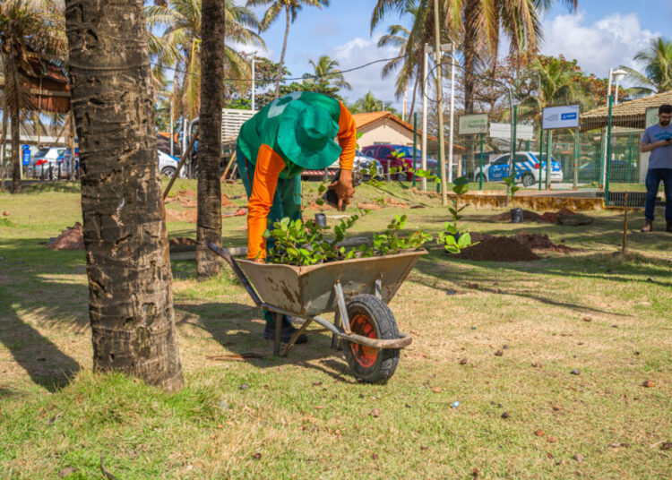 Sustentabilidade: Prefeitura de Salvador planta 110 espécimes de restinga em Praia do Flamengo