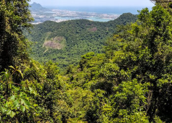 Meio Ambiente: BNDES destinará R$ 100 milhões para restauração de biomas na segunda fase do Floresta Viva
