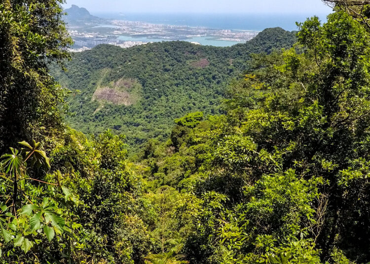 Meio Ambiente: BNDES destinará R$ 100 milhões para restauração de biomas na segunda fase do Floresta Viva