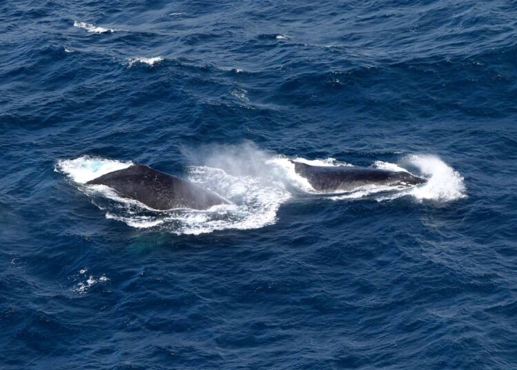 Avistamento de jubartes movimenta turismo e reforça ações sustentáveis na Bahia