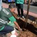 Programa Plante no Passeio fortalece a arborização urbana de Salvador