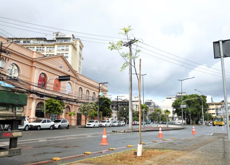 Meio Ambiente: Prefeitura promove plantio na Avenida Jequitaia em combate ao vandalismo contra mudas